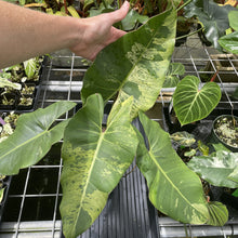 Load image into Gallery viewer, Philodendron Ilsemanii Variegated exact plant, Fedex 2day*
