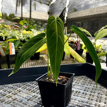 Load image into Gallery viewer, Anthurium Cirinoi, Exact Plant Ships Nationwide
