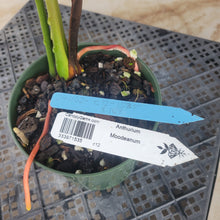 Load image into Gallery viewer, Anthurium Moodeanum, Exact Plant Ships Nationwide
