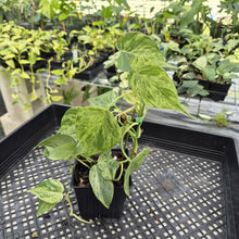 Load image into Gallery viewer, Philodendron Hederaceum, Heart Leaf Variegated exact plant, Fedex 2day*
