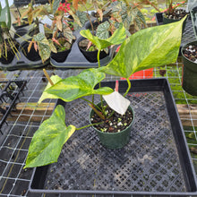 Load image into Gallery viewer, Anthurium Andraeanum White Heart, Exact Plant Variegated Ships Nationwide
