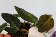 Load image into Gallery viewer, Philodendron Gigas exact plant, ships nationwide
