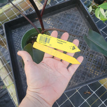 Load image into Gallery viewer, Philodendron Majesty, Exact Plant Ships Nationwide
