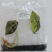Load image into Gallery viewer, Alocasia Sanderiana Aurea Nobilis variegated tissue culture 2DayAir
