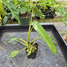 Load image into Gallery viewer, Philodendron Spiritus Sancti, Exact Plant Ships Nationwide
