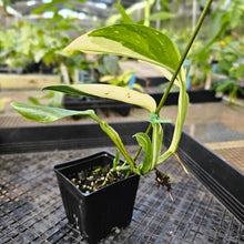 Load image into Gallery viewer, Monstera Standleyana Albo, Exact Plant Variegated Ships Nationwide
