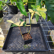 Load image into Gallery viewer, Philodendron Florida Beauty, Exact Plant Variegated Ships Nationwide
