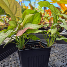 Load image into Gallery viewer, Syngonium Strawberry Milk, Exact Plant Variegated Ships Nationwide
