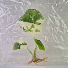 Load image into Gallery viewer, Alocasia Melo Albo variegated tissue culture 2DayAir
