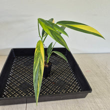 Load image into Gallery viewer, Epipremnum Amplissimum Variegated exact plant, Fedex 2day*
