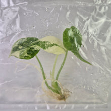 Load image into Gallery viewer, Alocasia Simpo Albo variegated tissue culture 2DayAir
