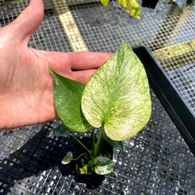 Load image into Gallery viewer, Monstera Deliciosa White Monster , Exact Plant Variegated Ships Nationwide
