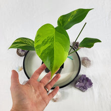 Load image into Gallery viewer, Monstera Borsigiana Aurea, Exact Plant Variegated Ships Nationwide
