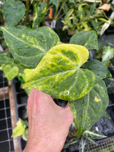 Load image into Gallery viewer, Anthurium Clarinervium Variegated 2.5" pot, Fedex 2day*
