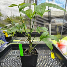 Load image into Gallery viewer, Anthurium Pentaphyllum, Exact Plant Ships Nationwide
