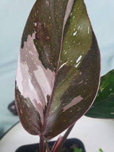 Load image into Gallery viewer, Red Anderson, Exact Plant, variegated Philodendron
