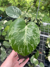 Load image into Gallery viewer, Monstera Bulbasaur variegated 2.5" pot 2DayAir
