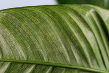 Load image into Gallery viewer, Philodendron Campii Lynette XL Exact Plant
