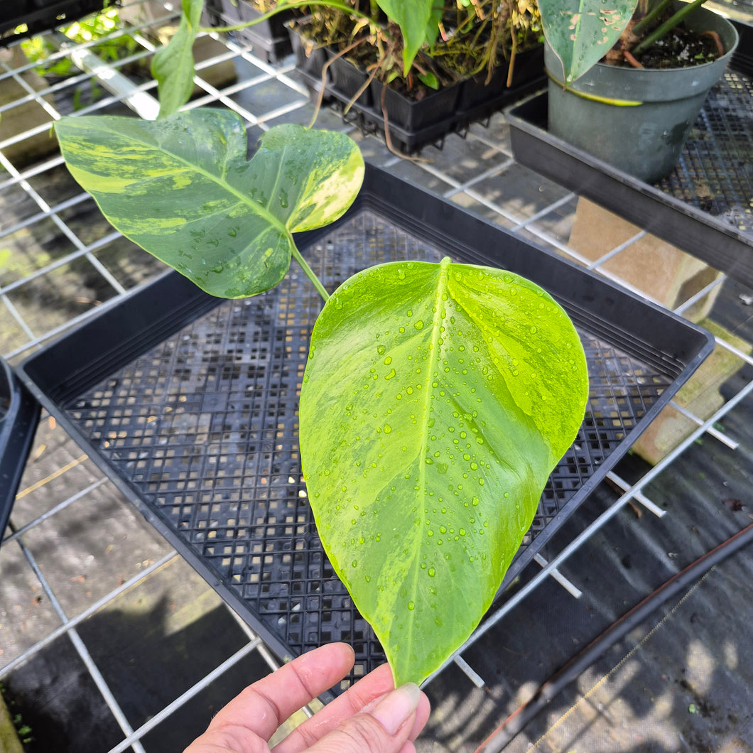 Monstera Borsigiana Aurea, Exact Plant Variegated Ships Nationwide