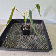 Load image into Gallery viewer, Philodendron Spiritus Sancti exact plant, Fedex 2day*

