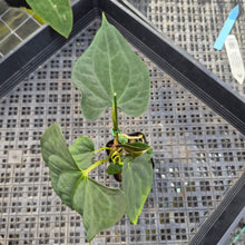 Load image into Gallery viewer, Anthurium Papillilaminum Fort Sherman X ( FS X Ralph Lynam), Ships Nationwide
