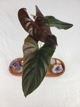 Load image into Gallery viewer, Anthurium Moodeanum, Exact Plant Ships Nationwide
