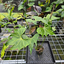 Load image into Gallery viewer, Anthurium Macrolobium, Exact Plant flowering XL
