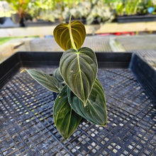 Load image into Gallery viewer, Philodendron Melanochrysum, Exact Plant Ships Nationwide
