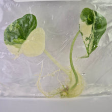 Load image into Gallery viewer, Alocasia Dragon Scale Albo variegated tissue culture 2DayAir
