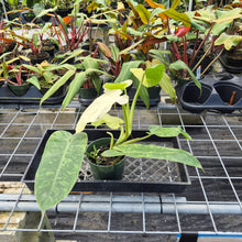 Load image into Gallery viewer, Philodendron Jose Buono, Exact Plant Variegated Ships Nationwide
