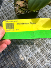 Load image into Gallery viewer, Philodendron Gigas, Exact Plant Ships Nationwide
