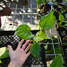 Load image into Gallery viewer, Alocasia Cucullata, Exact Plant Variegated
