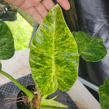Load image into Gallery viewer, Philodendron Giganteum, Exact Plant Variegated Ships Nationwide
