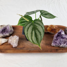 Load image into Gallery viewer, Philodendron Brandtianum Mini Form 2.5&quot; Pot, Fedex 2 day*
