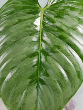 Load image into Gallery viewer, Sodiroi, exact plant, Philodendron, ships nationwide
