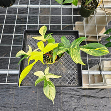 Load image into Gallery viewer, Philodendron Florida Beauty, Exact Plant Variegated Ships Nationwide
