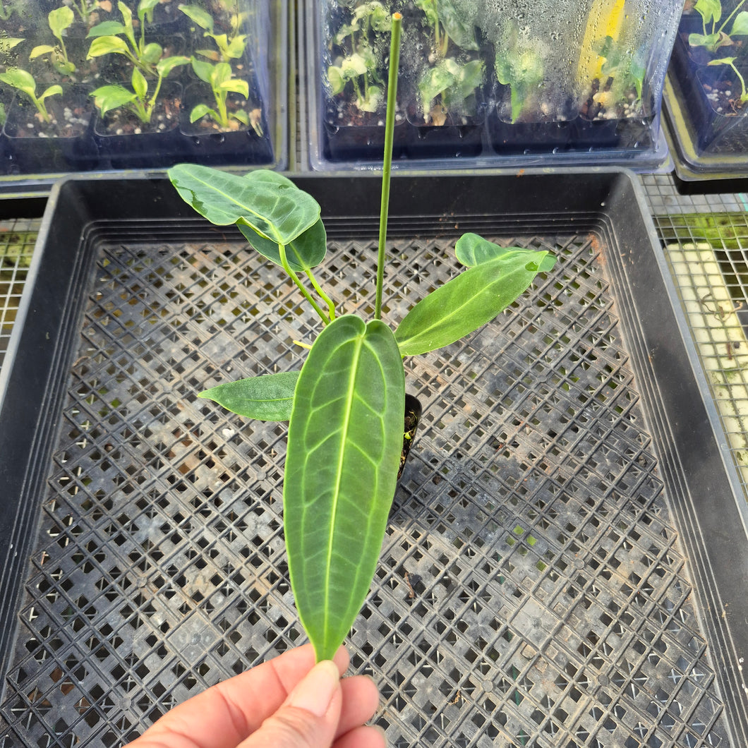Anthurium Warocqueanum, Queen, Exact Plant Ships Nationwide