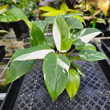 Load image into Gallery viewer, Philodendron White Princess, Exact Plant Variegated
