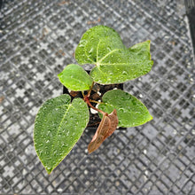 Load image into Gallery viewer, Anthurium Ace Of Spades X Papillilaminum, Exact Plant Ships Nationwide
