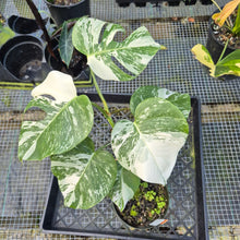 Load image into Gallery viewer, Monstera Borsigiana Albo Deliciosa, Exact Plant Variegated
