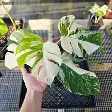 Load image into Gallery viewer, Monstera Borsigiana Albo Deliciosa, Exact Plant Variegated Ships Nationwide
