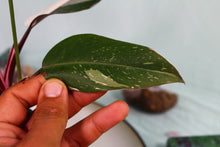 Load image into Gallery viewer, Variegated Philodendron Red Anderson Exact Plant
