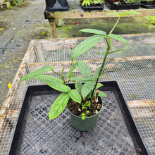 Load image into Gallery viewer, Anthurium Pentaphyllum, Exact Plant Ships Nationwide
