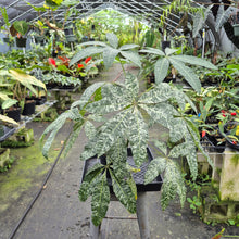Load image into Gallery viewer, Pachira Aquatica Money Tree Variegated exact plant, Fedex 2day*
