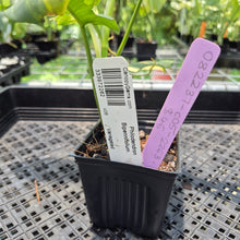 Load image into Gallery viewer, Philodendron Bipennifolium Variegated exact plant, Fedex 2day*
