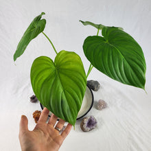 Load image into Gallery viewer, Philodendron Pastazanum, Exact Plant
