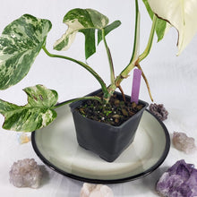 Load image into Gallery viewer, Monstera Borsigiana Albo Deliciosa, Exact Plant Variegated Ships Nationwide
