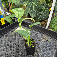 Load image into Gallery viewer, Monstera Lechleriana , Exact Plant Variegated Ships Nationwide

