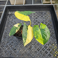 Load image into Gallery viewer, Syngonium Aurea, Exact Plant Variegated Ships Nationwide
