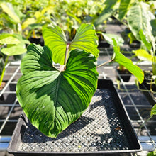 Load image into Gallery viewer, Philodendron Plowmanii, Exact Plant Ships Nationwide
